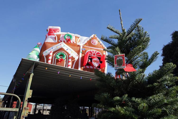 Supplies tight, but Christmas tree lots open in Napa County