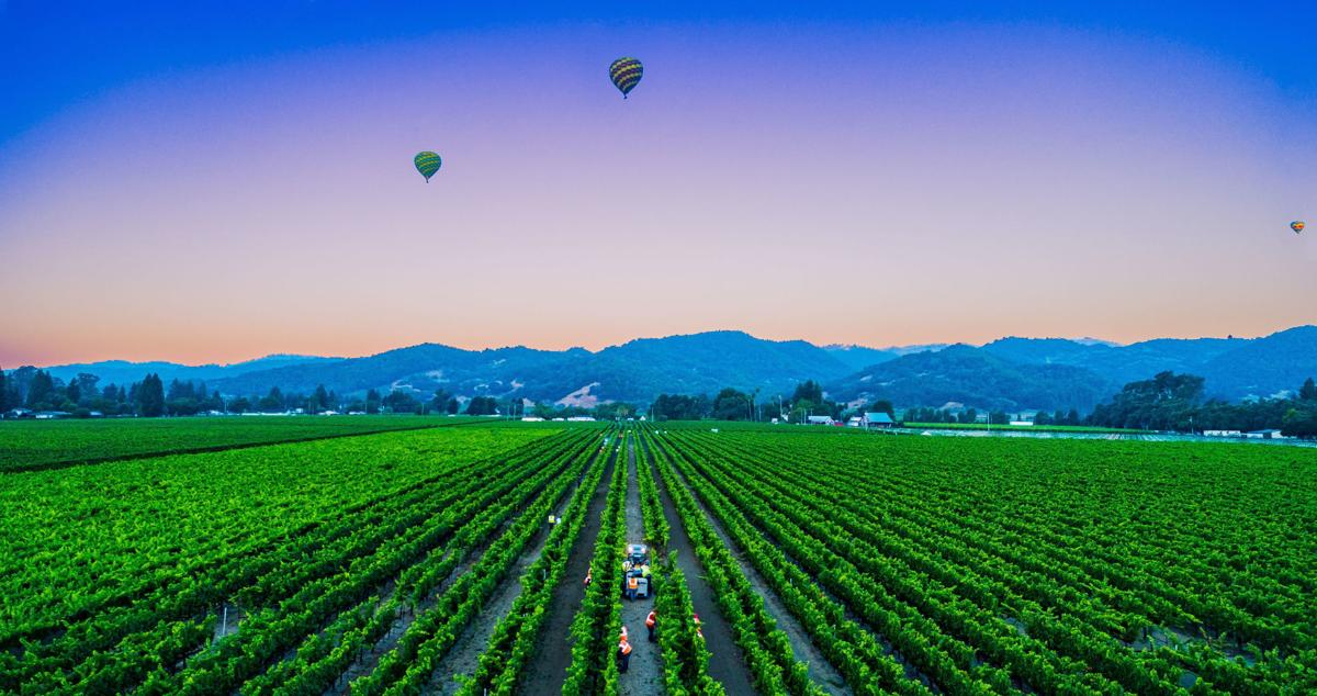 Napa Valley grape harvest 2019 coroanvirus use