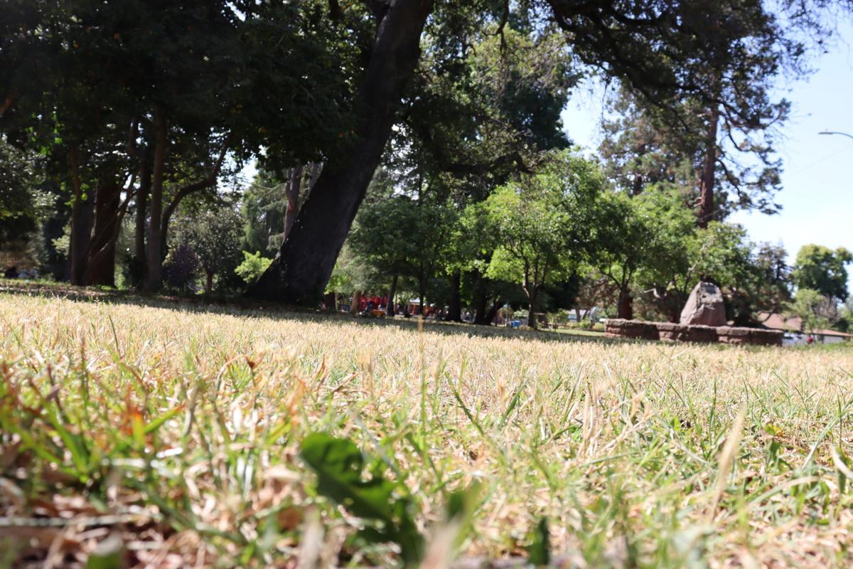 Grass at Fuller Park
