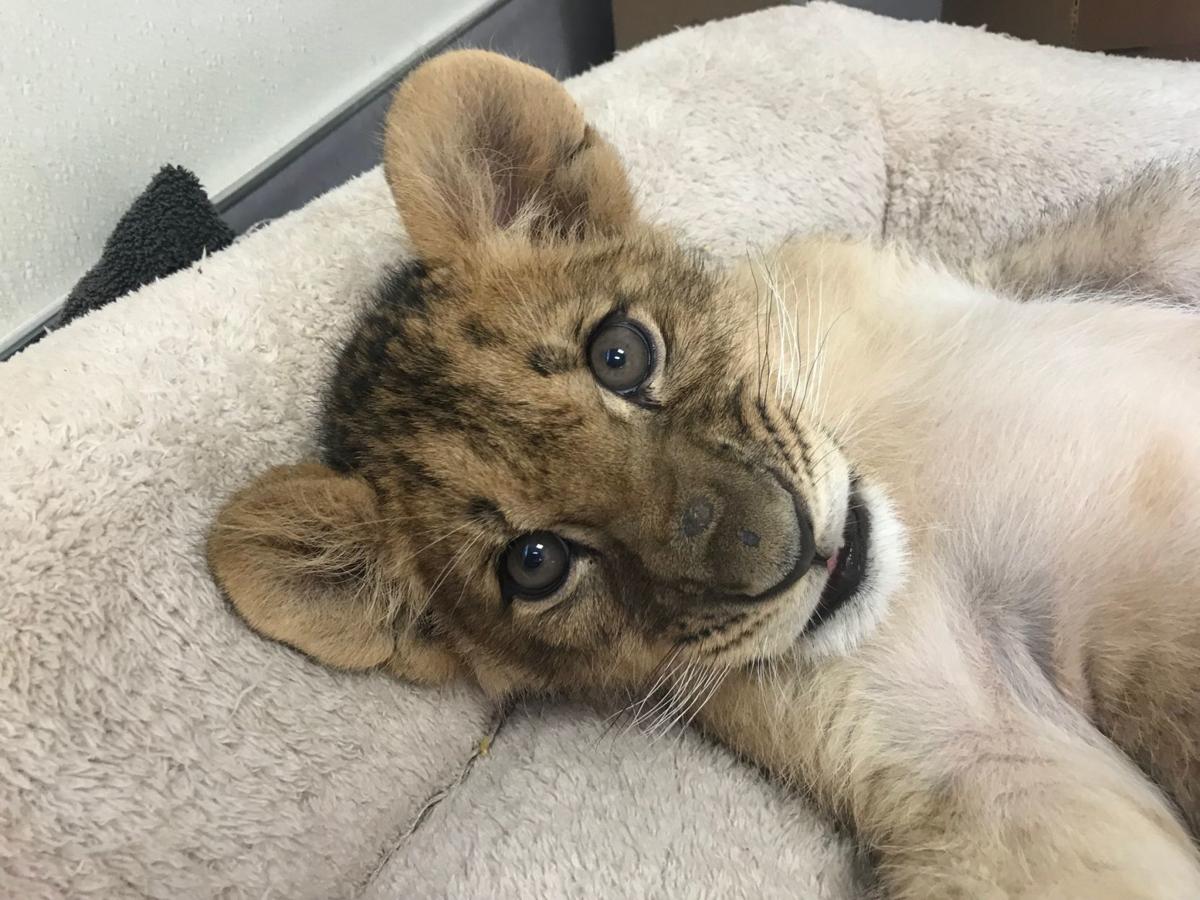 Lion cubs join Six Flags Discovery Kingdom in Vallejo