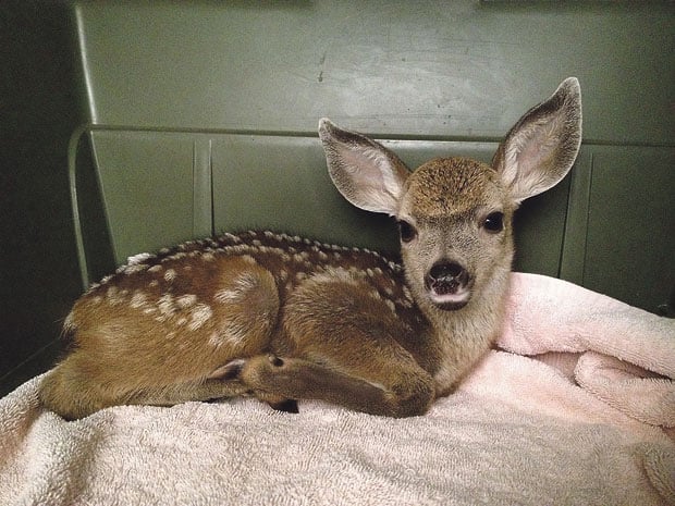 Rescuers reunite fawn with its mother