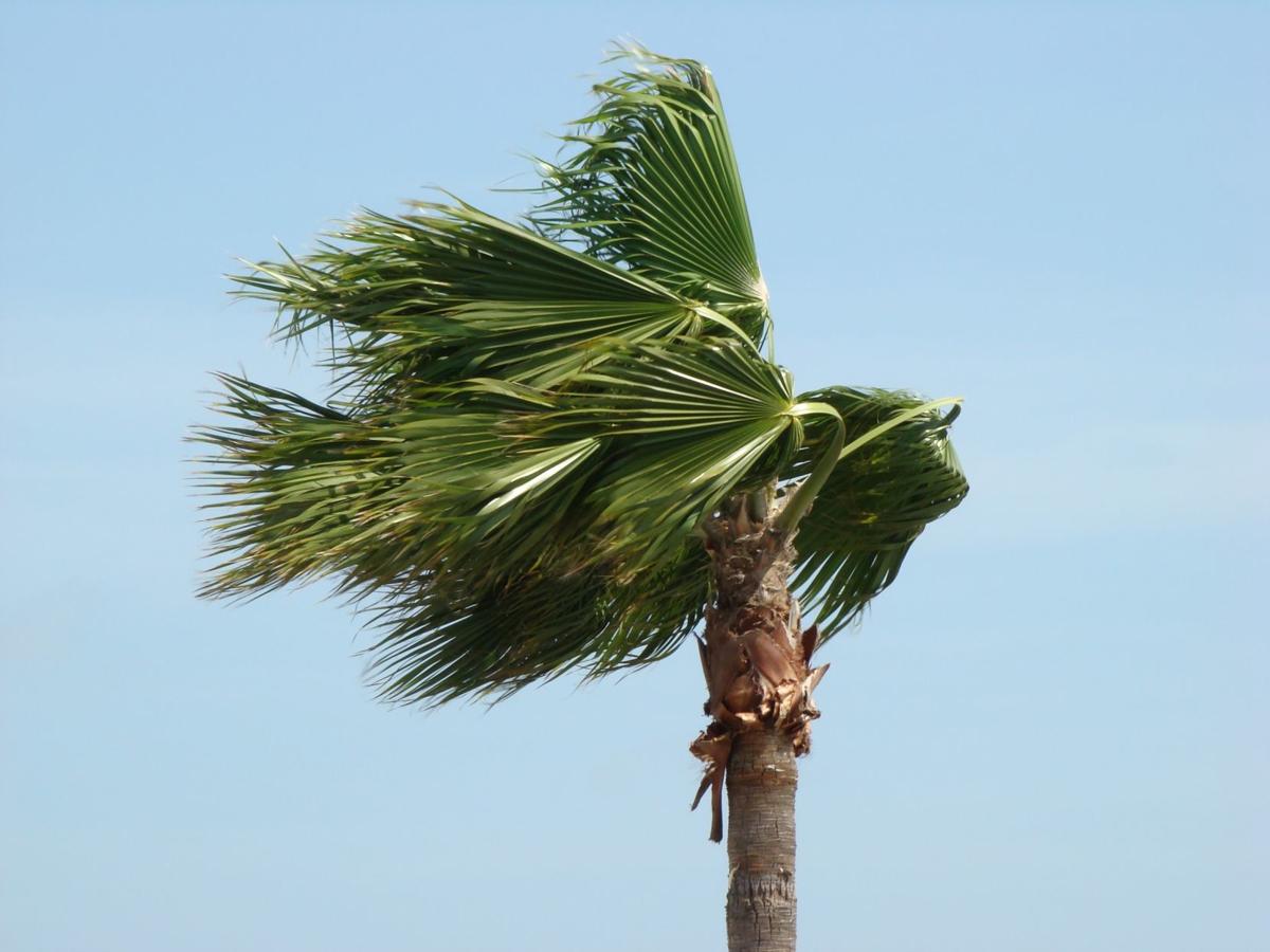 Tree in wind
