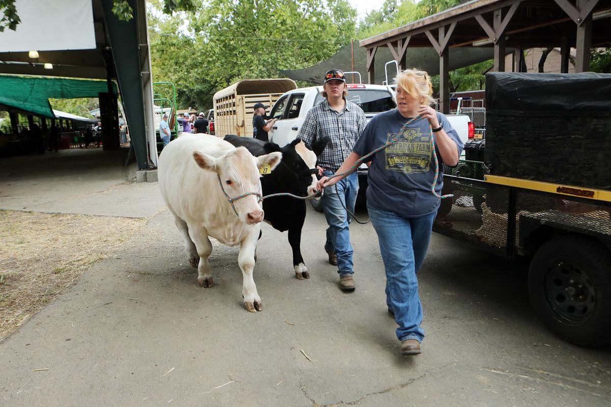 Farm Animals Arrive At Napa Fairground For Junior Livestock Auction Local News Napavalleyregister Com