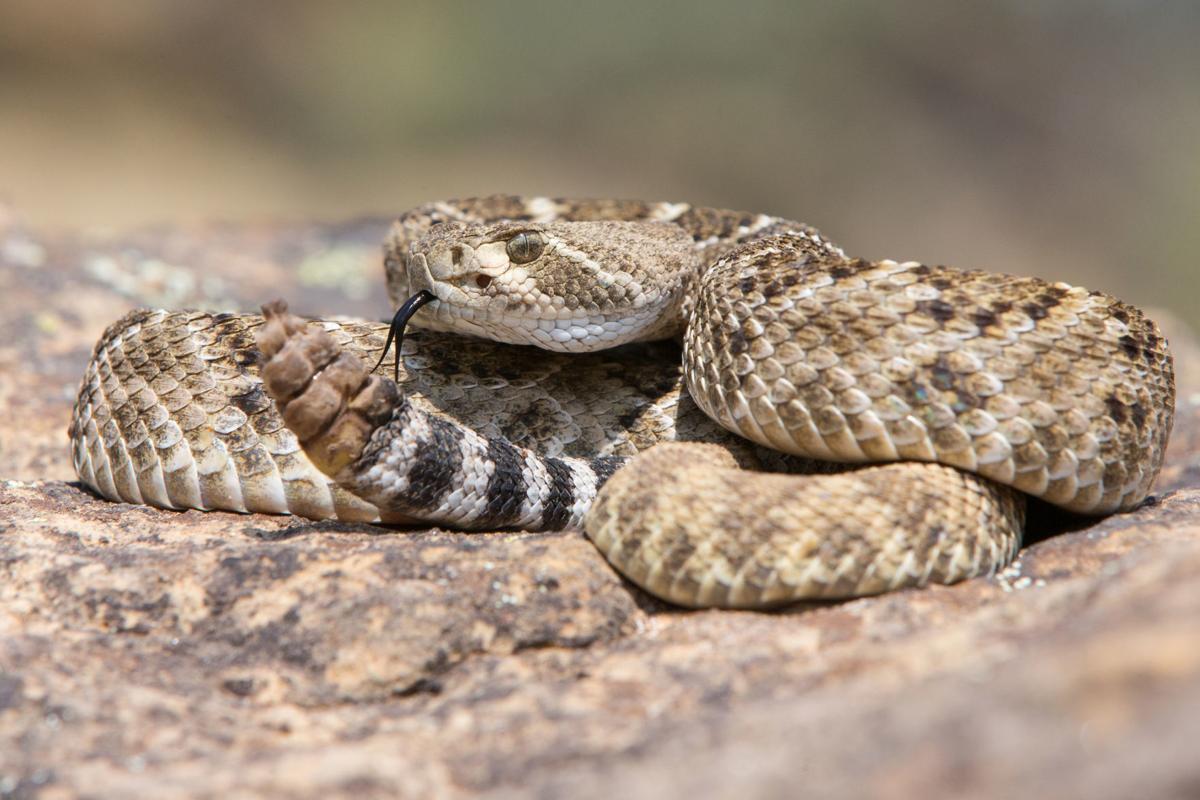 Surprise! Rattlesnake in a toilet