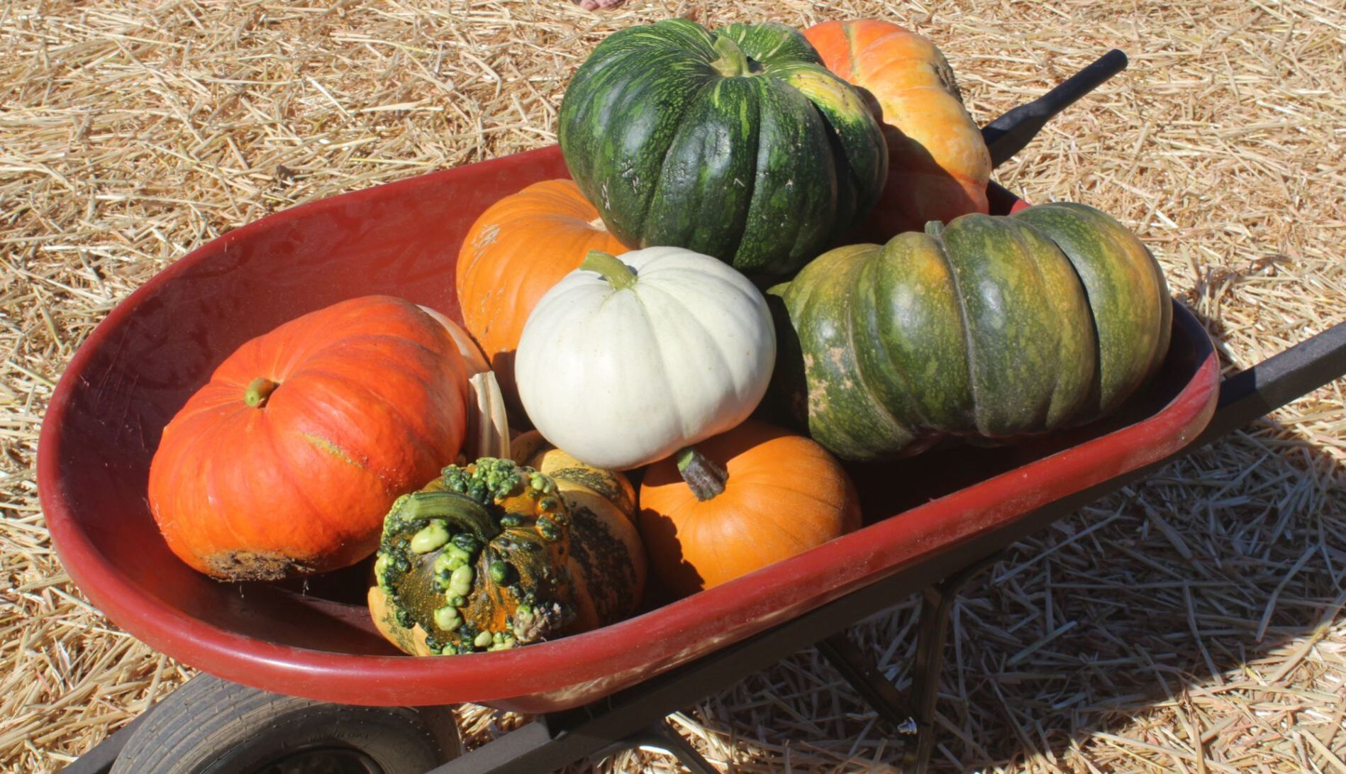 pumpkin patch helena