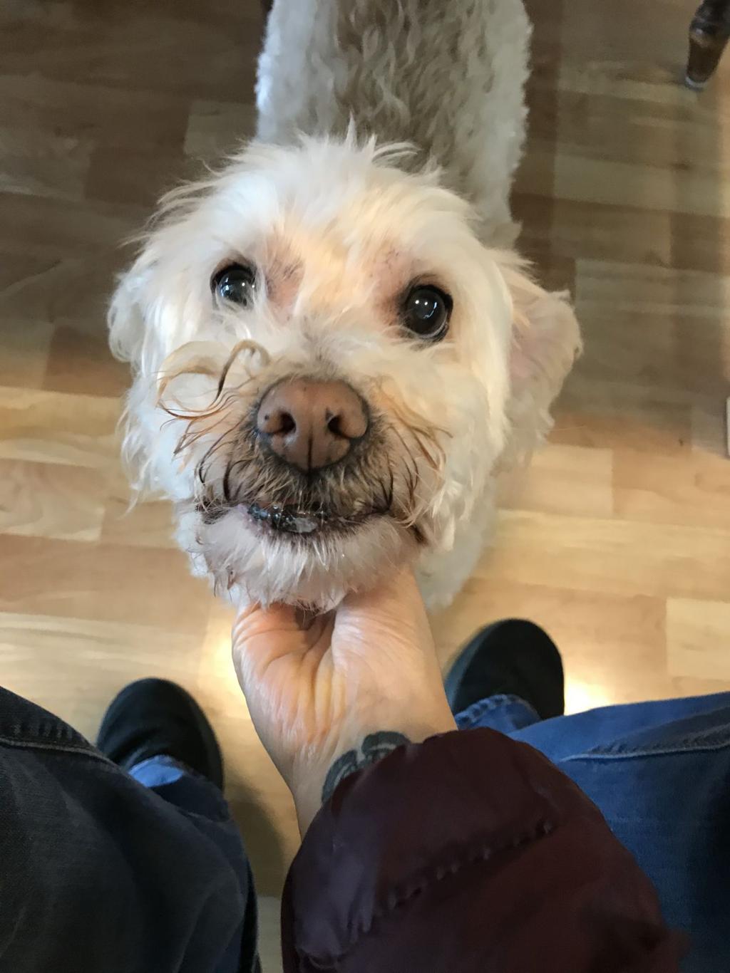 From Our Readers Puppies Of Napa County Lifestyles