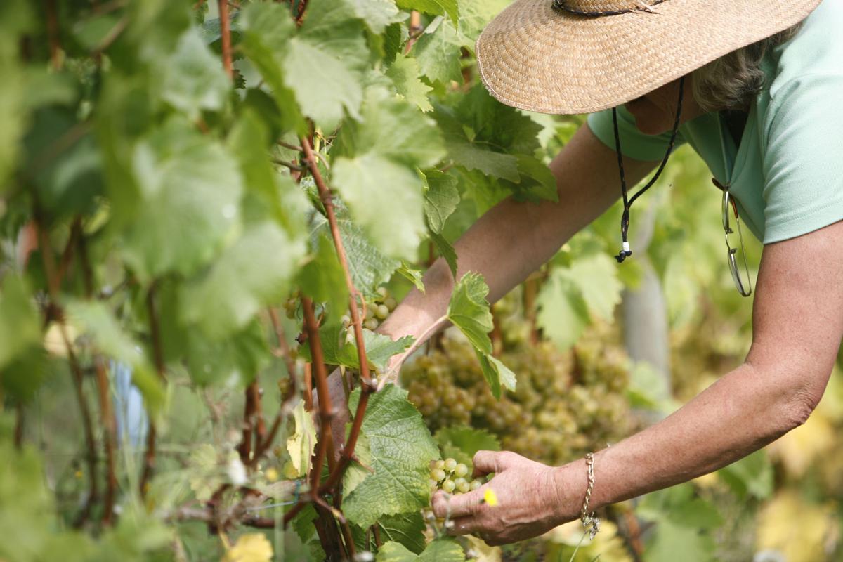 The Wines Of Vancouver Island Travel Napavalleyregister Com