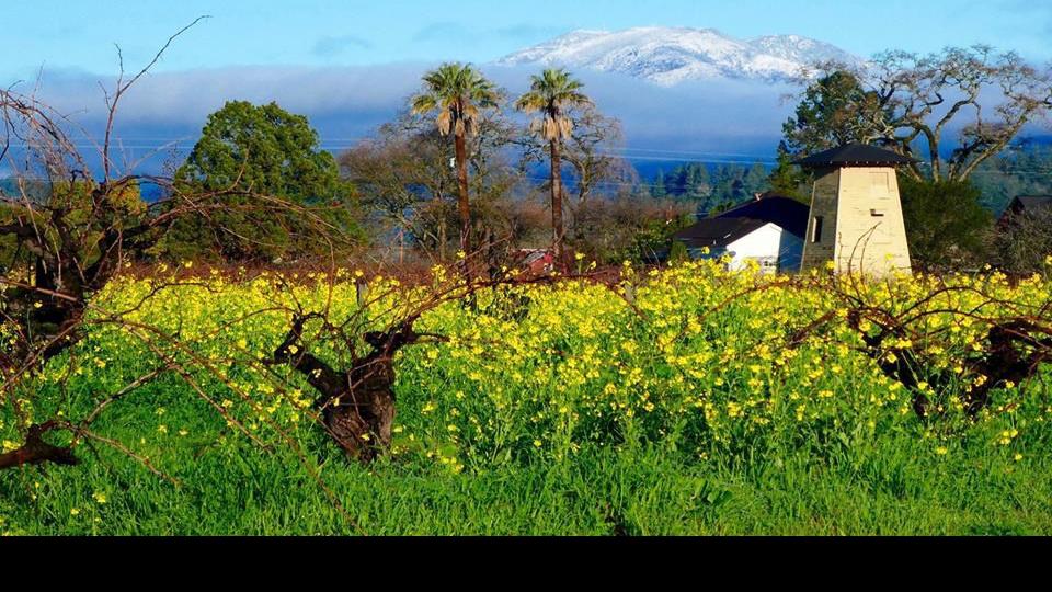 Photos Snow in Napa Valley Local News