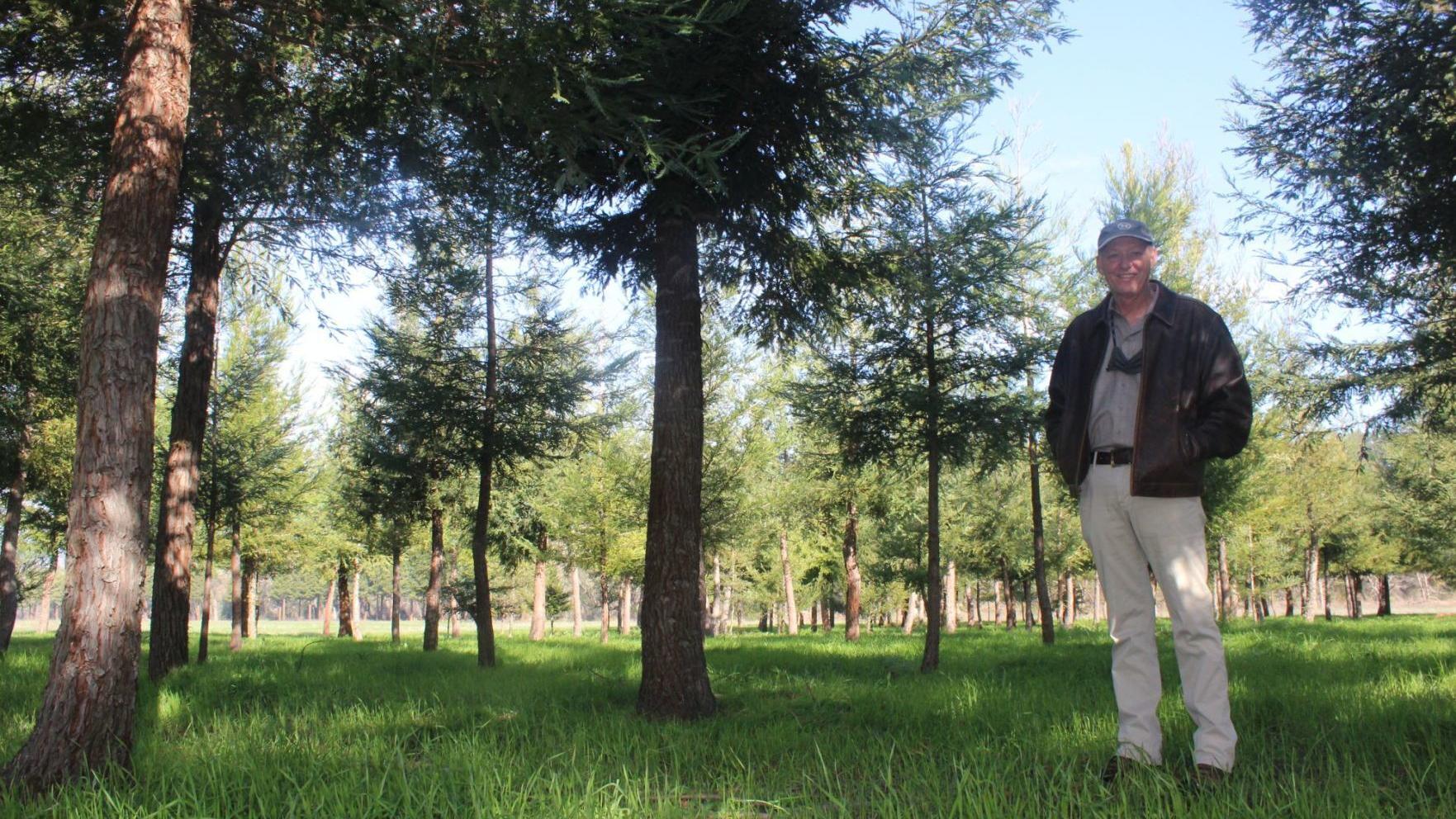 Major expansion planned for St. Helena's experimental Napa Valley redwood grove | Local News - Vimarsana News