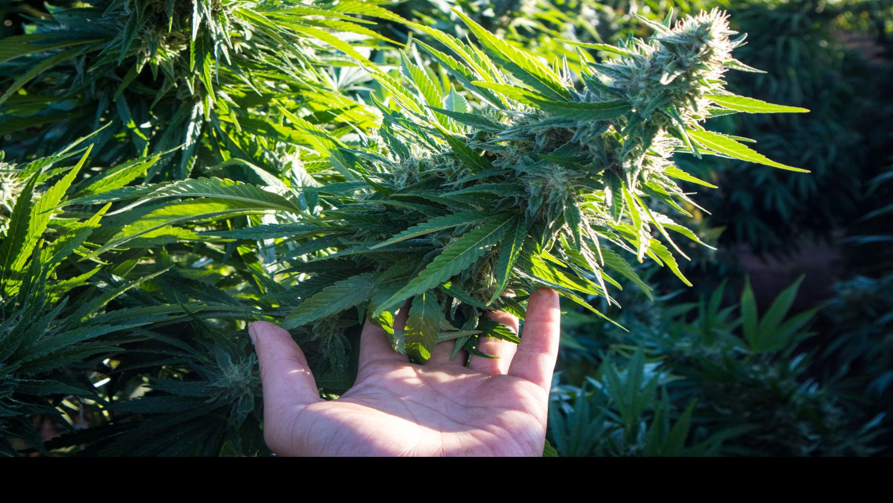 Napa City Council set to vote on allowing retail cannabis sales in Napa