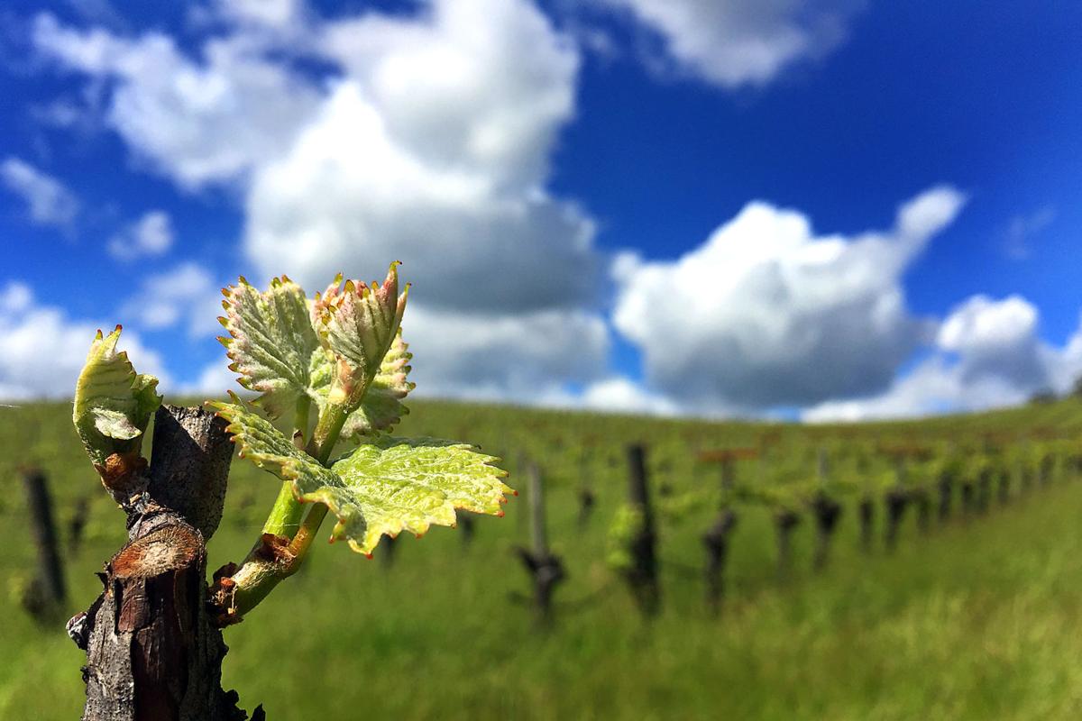 Vineyards spring to life