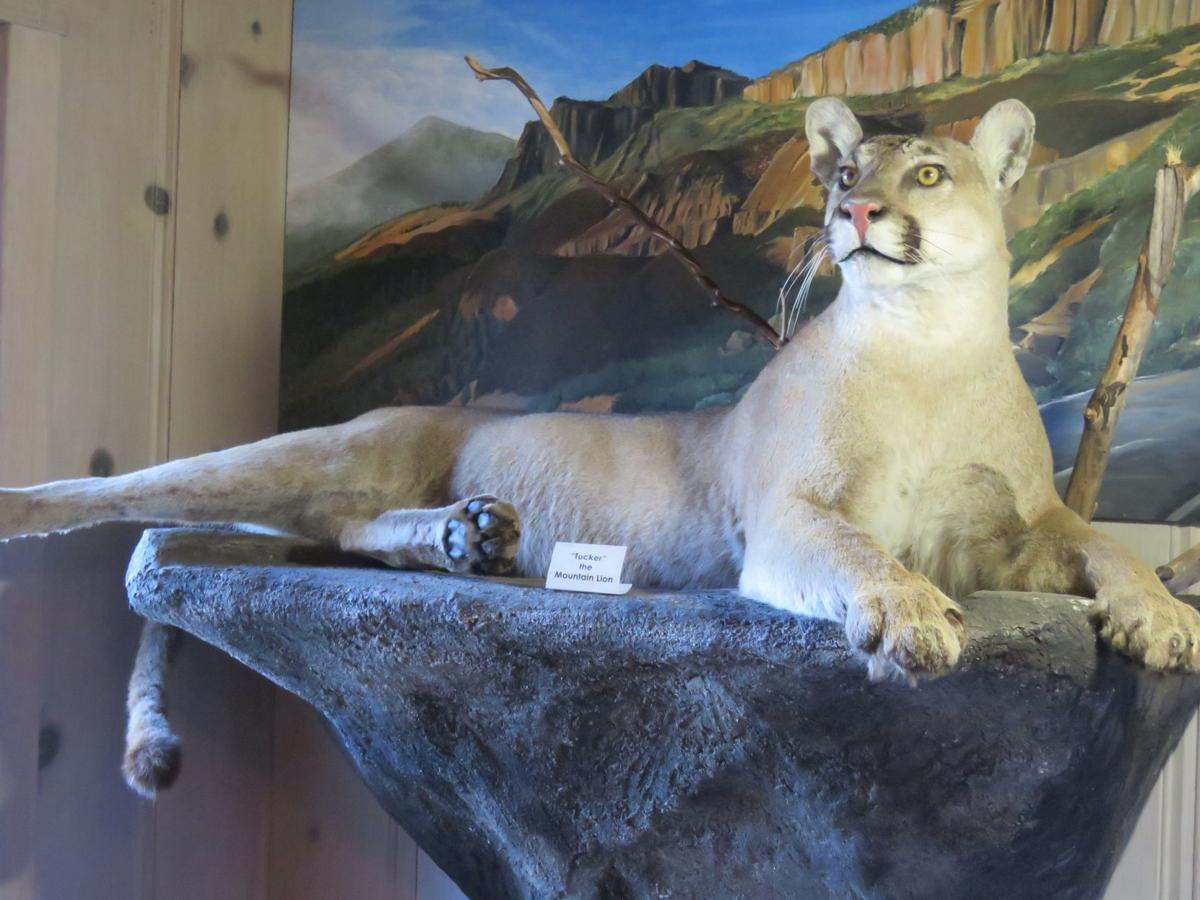 Napa Valley S Living Landscape The Elusive Mountain Lions
