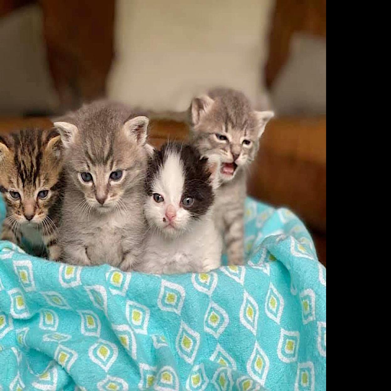 Adopt A Pet Kittens Coming Soon Lifestyles Napavalleyregister Com