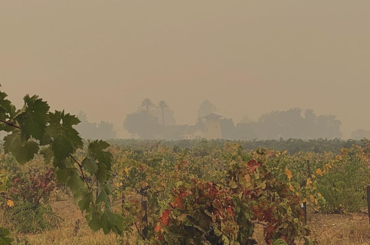 Smoke over vineyard behind St. Helena Public Library