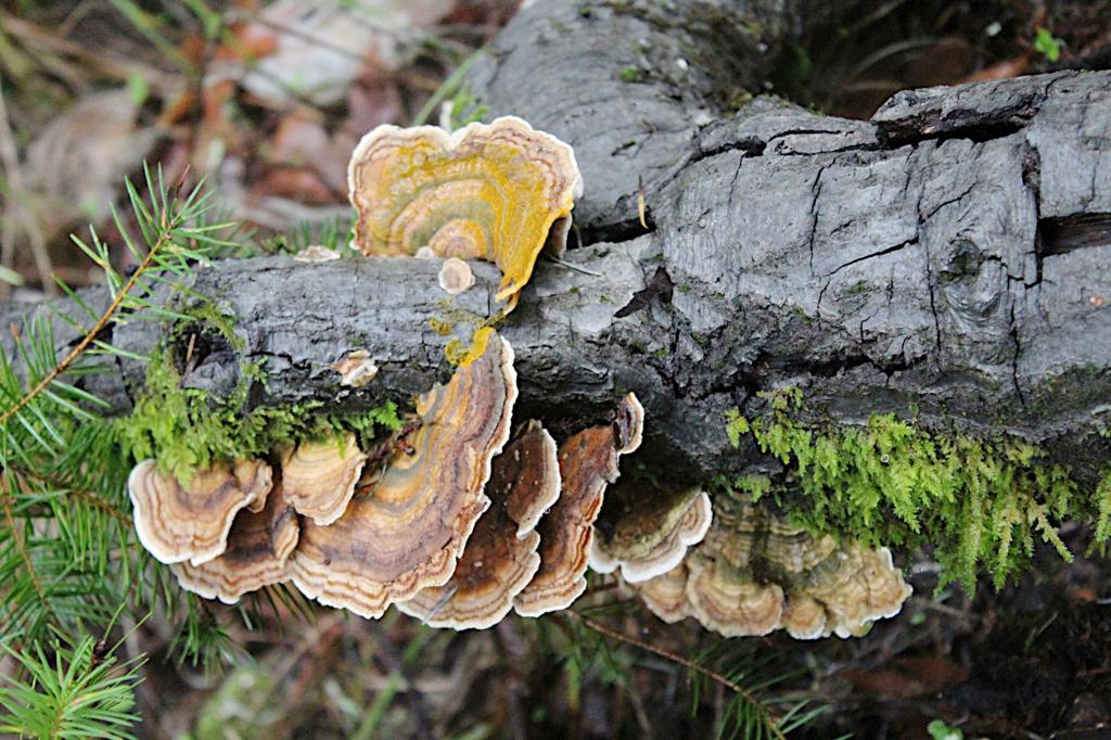Mushrooms At Bothe Napa Valley State Park Saving The Planet In
