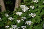 Master Gardeners of Napa County: What's different about oakleaf hydrangeas?