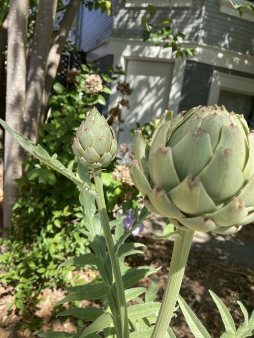 Artichokes