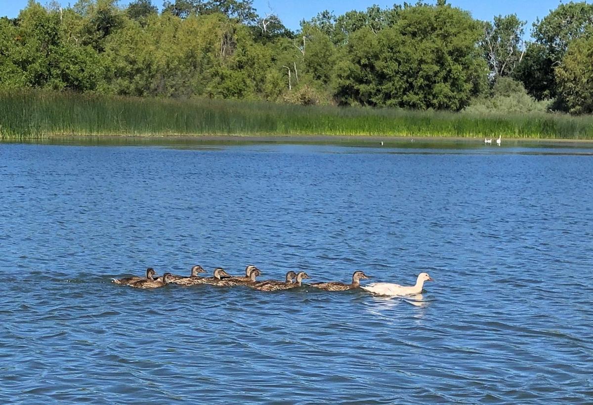 Raft of ducklings