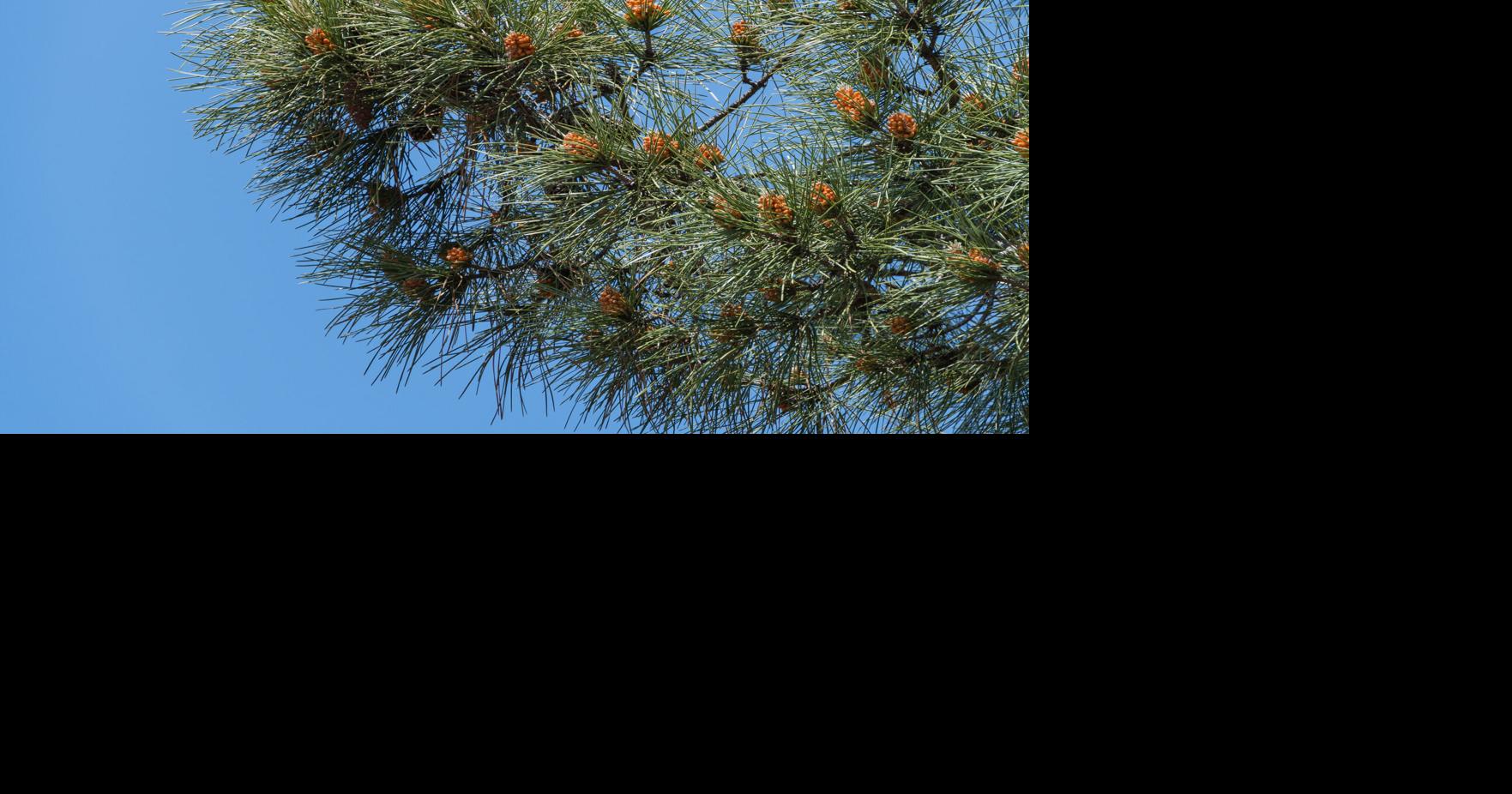 More clues to potential tree failures | Home & Gardening ...