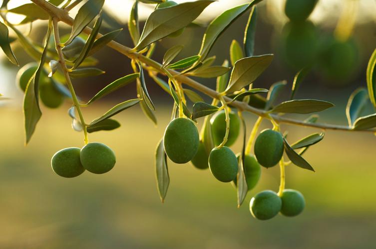 Ancient Olive Tree - Olives Unlimited