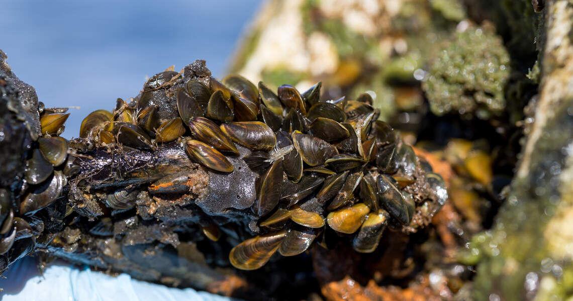 What to know about the golden mussels invading California’s waterways