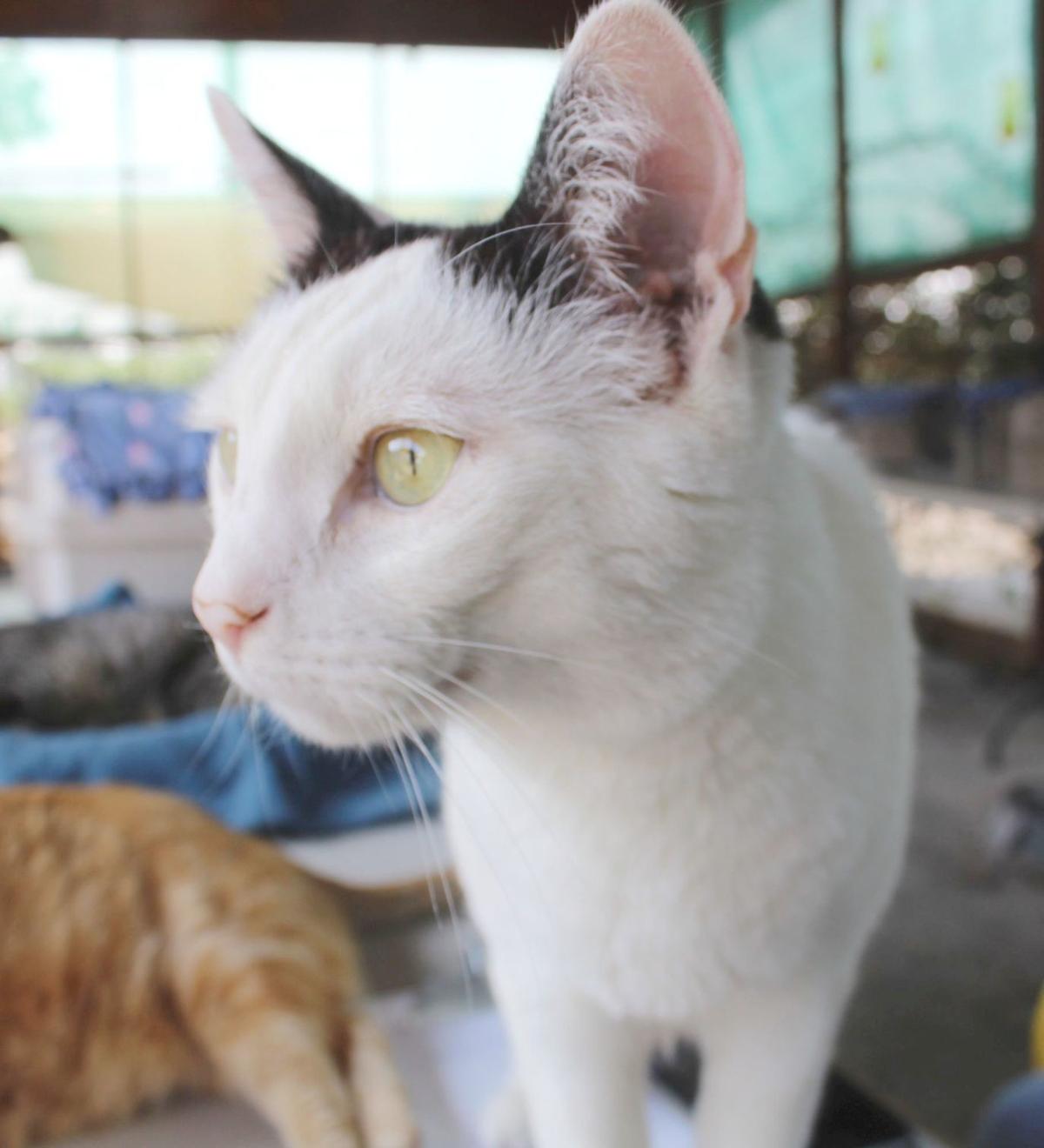Cats Available For Adoption At We Care Animal Rescue St Helena