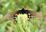 Master Gardeners of Napa County: The pipevine and the caterpillar: How a poisonous plant helps a butterfly