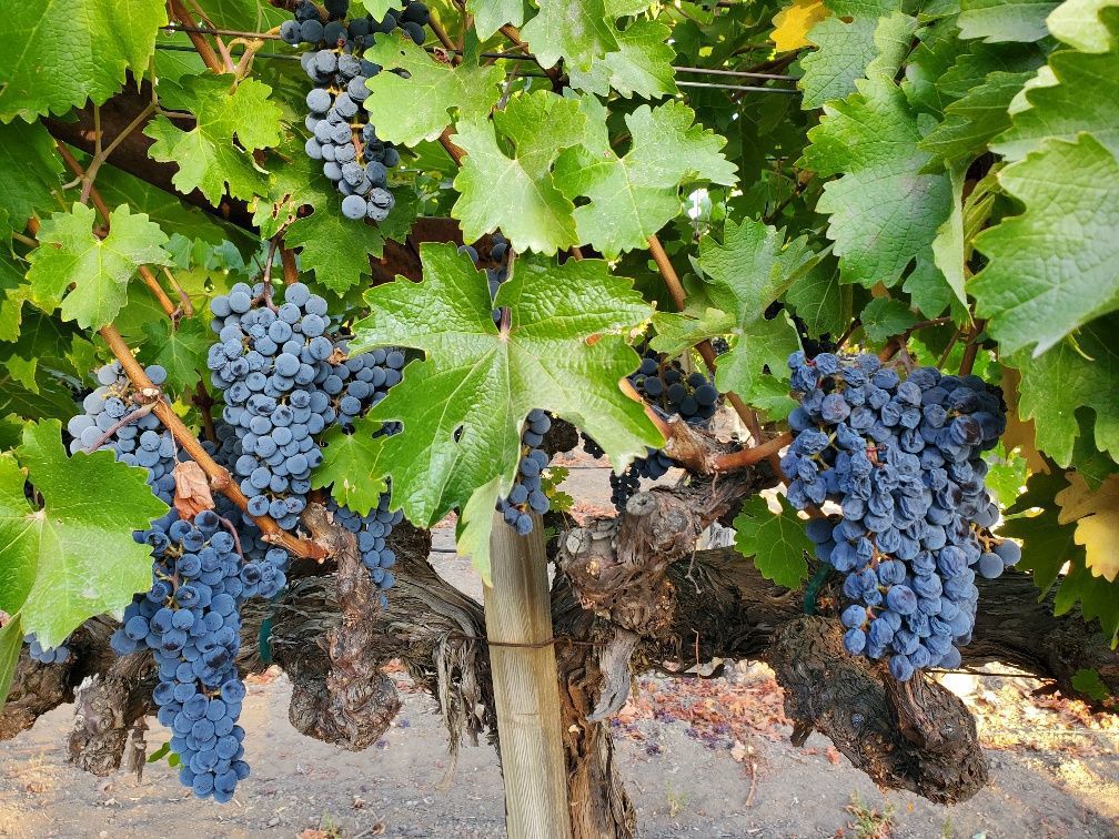 Vineyard on Vallejo Street, St. Helena
