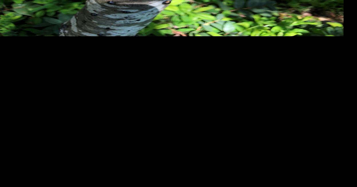 Bill Pramuk, Trees and People Charcoal fungus A harmful associate of oaks