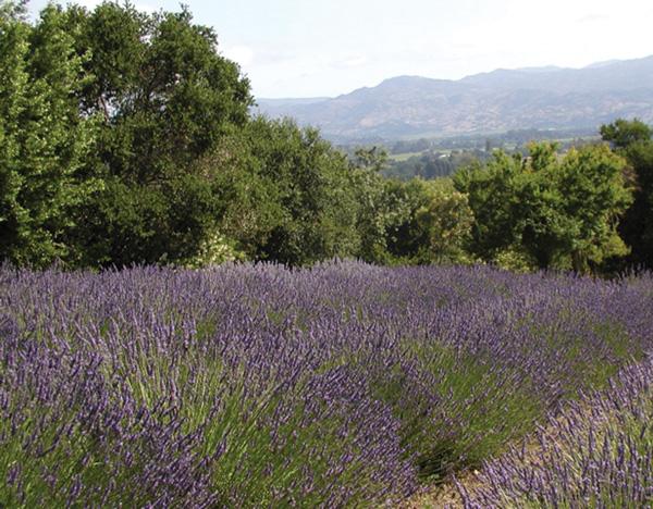 Lavender Season