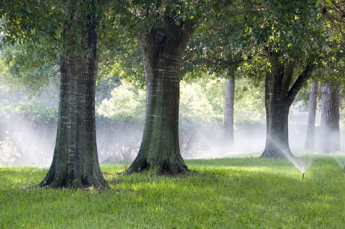 Trees and People Keeping an eye on irrigation Bill Pramuk
