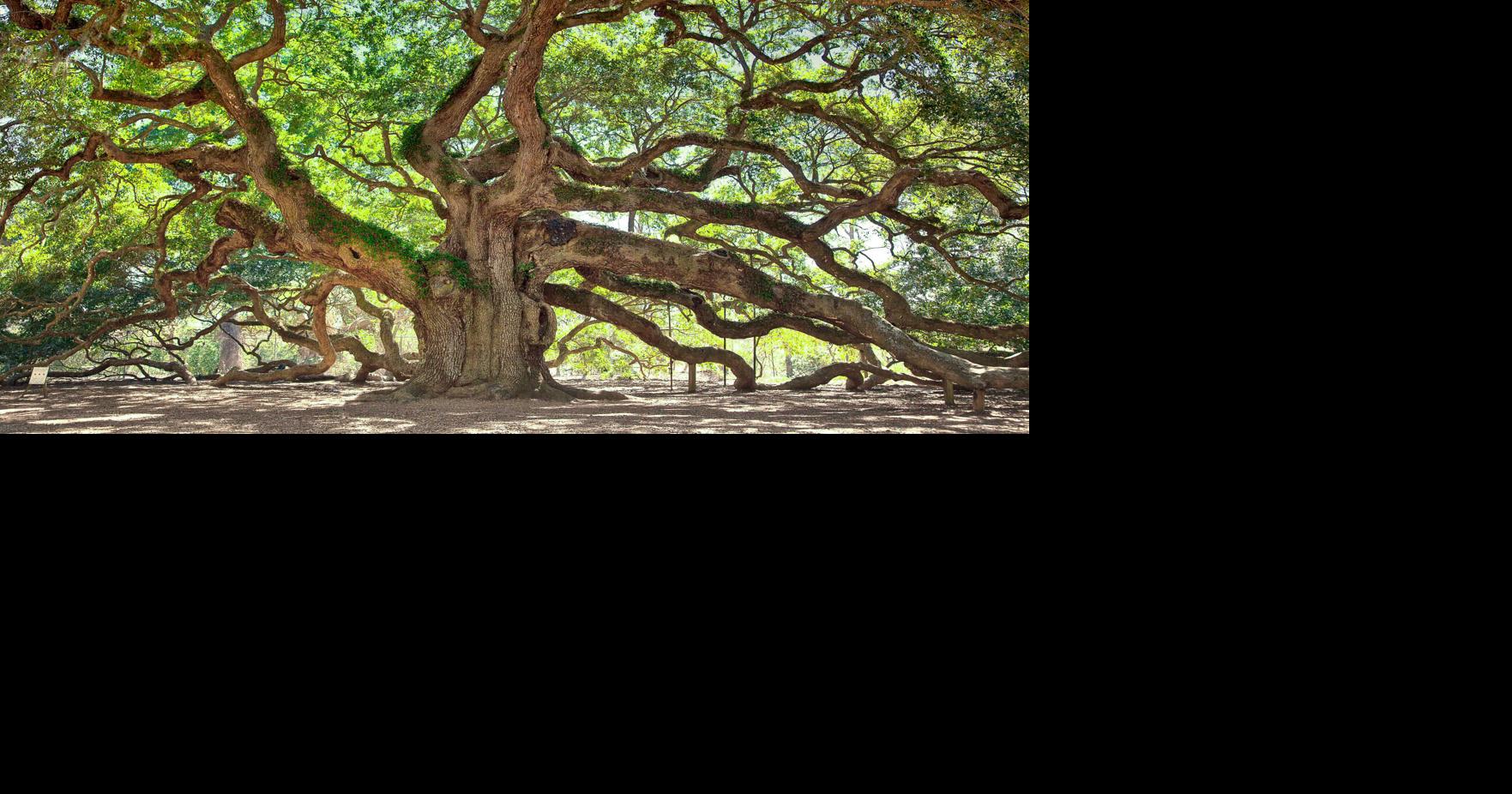 Bill Pramuk, Trees and People in Napa Valley: Arborist lingo