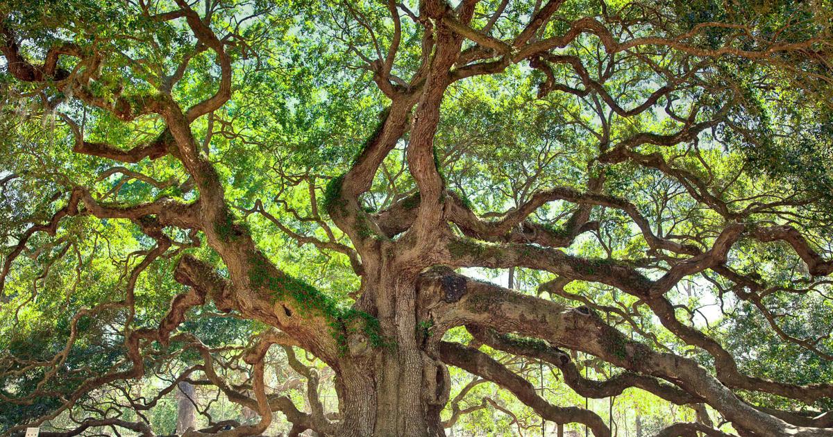 Bill Pramuk, Trees and People in Napa Valley: Arborist lingo