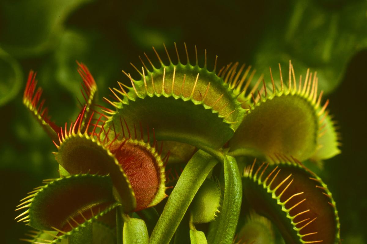 The mysterious world of carnivorous plants How and why
