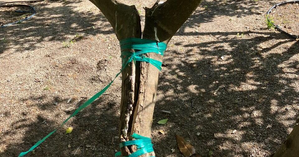 Bill Pramuk, Trees and People in Napa Valley: What to do with a splitting tree - Vimarsana News