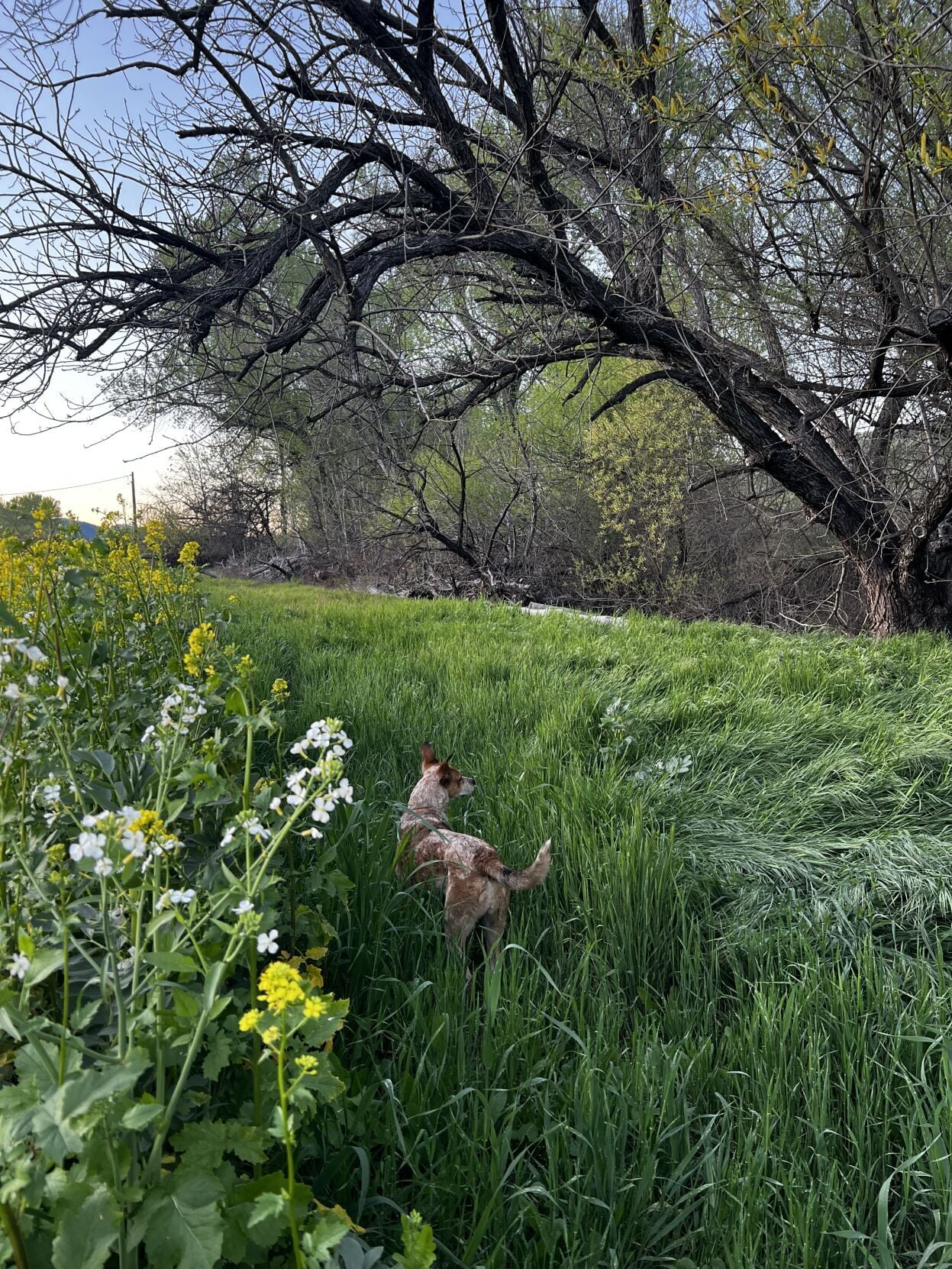 napavalleyregister.com - Carine Hines - Napa Farmers Market: Pages from a Farmer: Spring on the farm