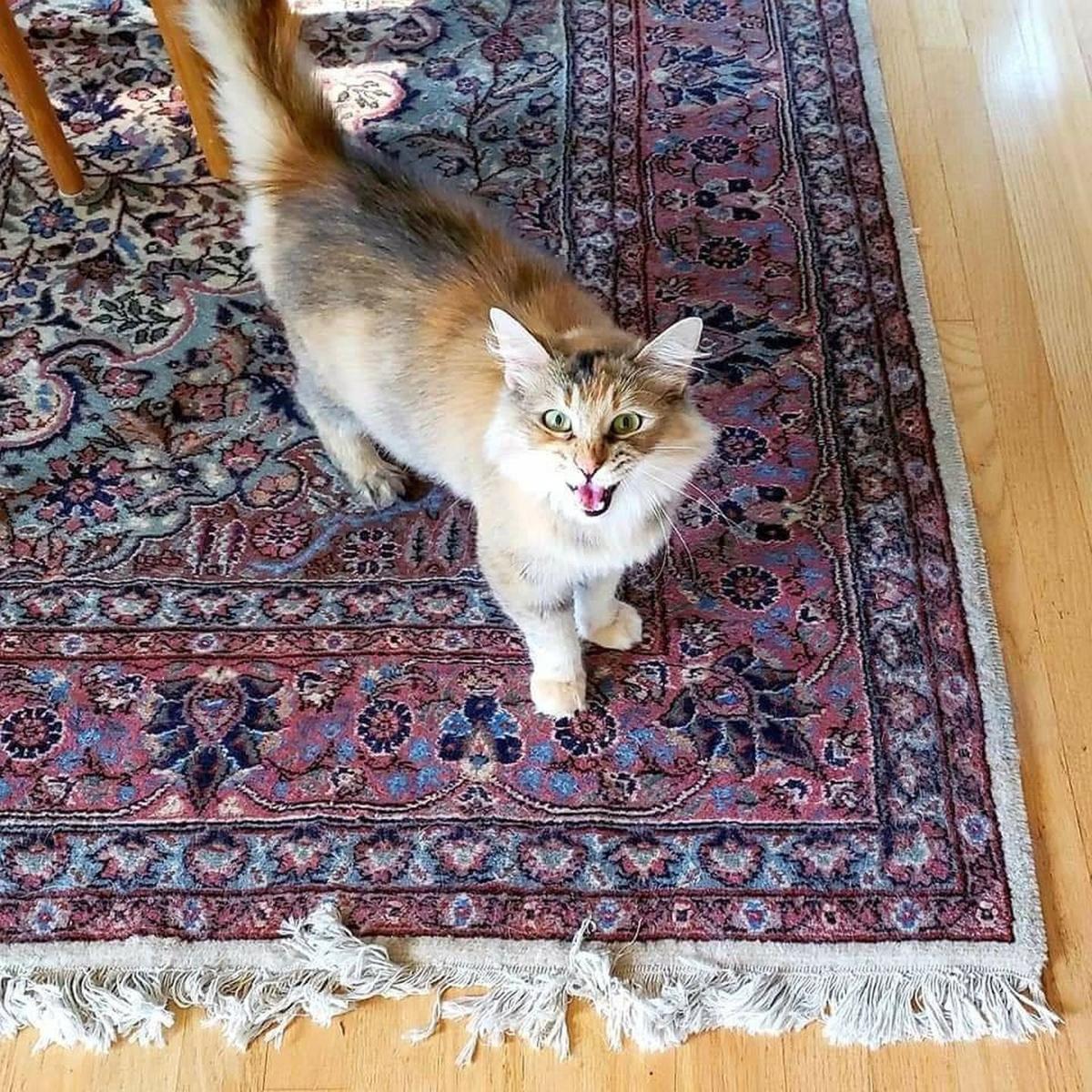 Adopt a Pet | Jenner