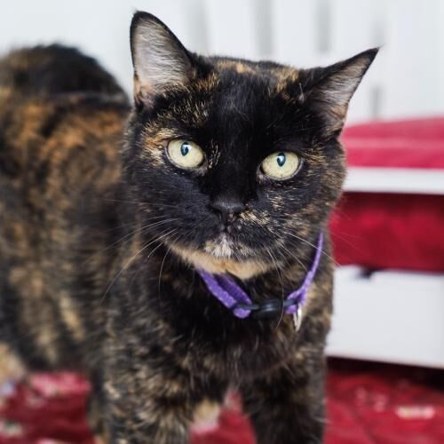 Precious (bonded with Harry)
