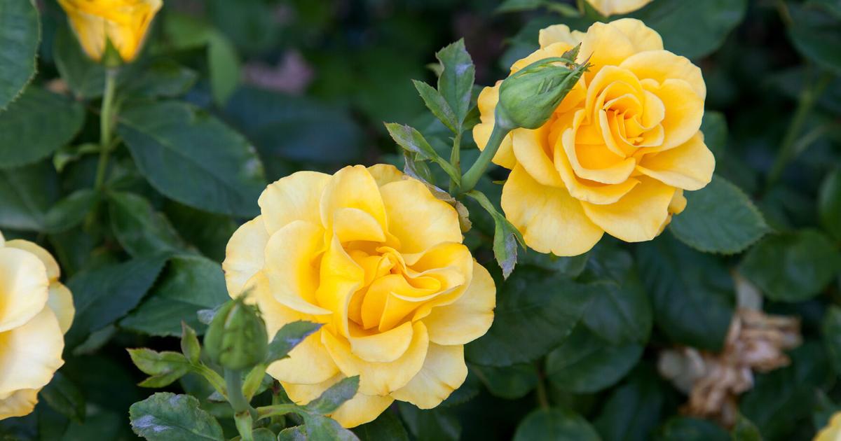 County Series Roses Napa County Master Gardeners: 'Roses are resilient' | Home & Gardening ...