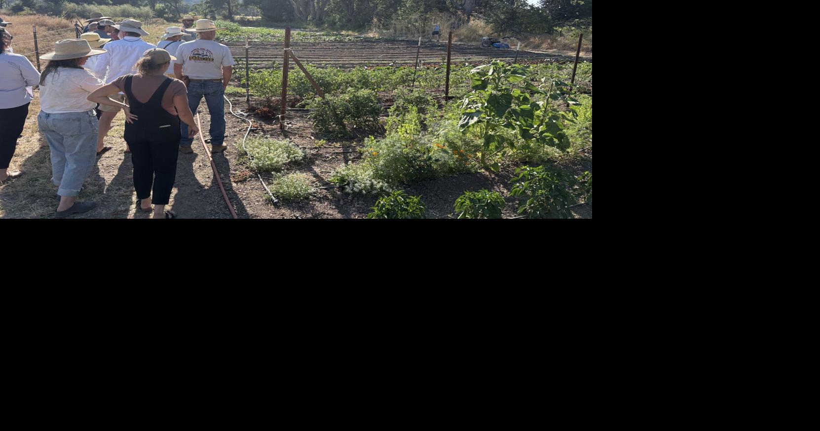 St. Helena Farmers' Market: A return to food in the Napa Valley
