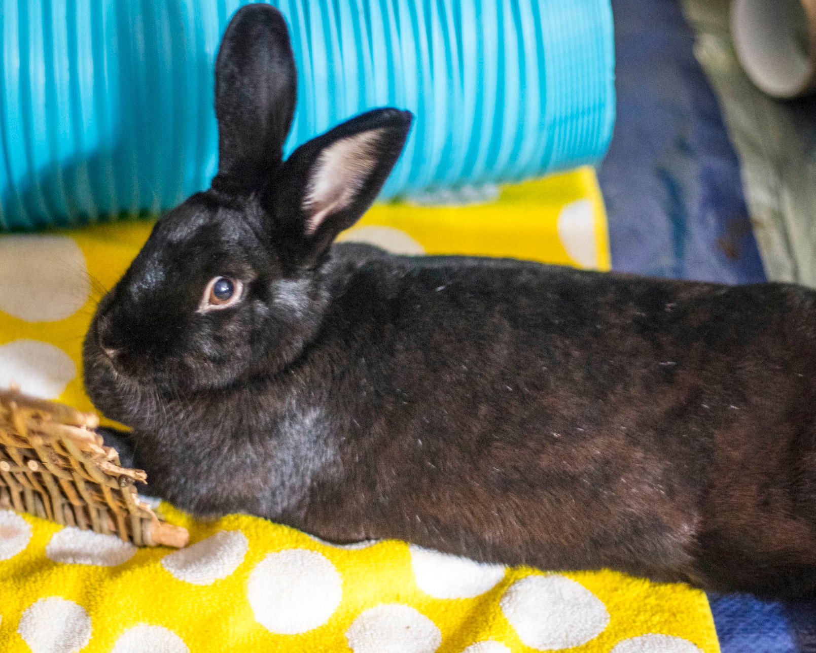 foster bunnies near me