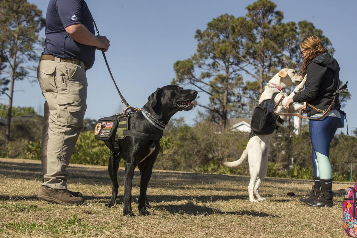 Service Dogs Can Lower Ptsd Symptoms Among War Veterans Youtube