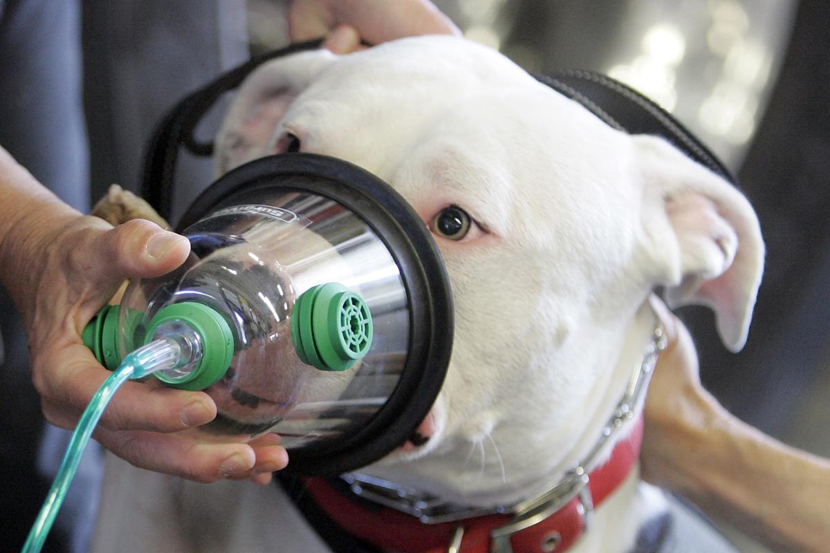 Napa Firefighters Prepare To Save Dogs And Cats With New Equipment