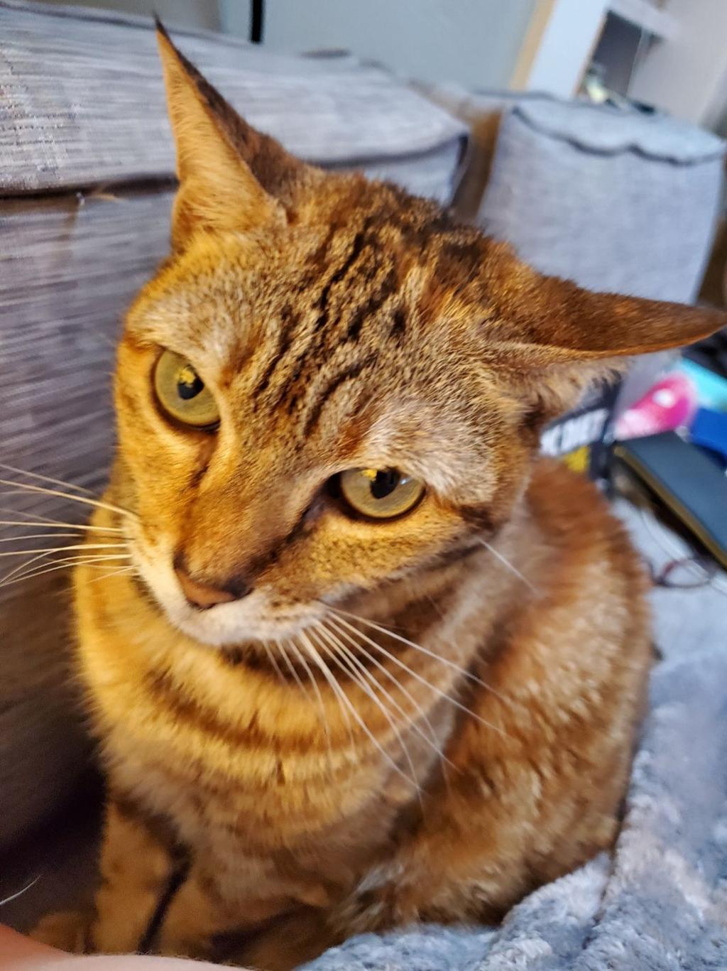 From Our Readers Cats Of Napa County 2019 Local News