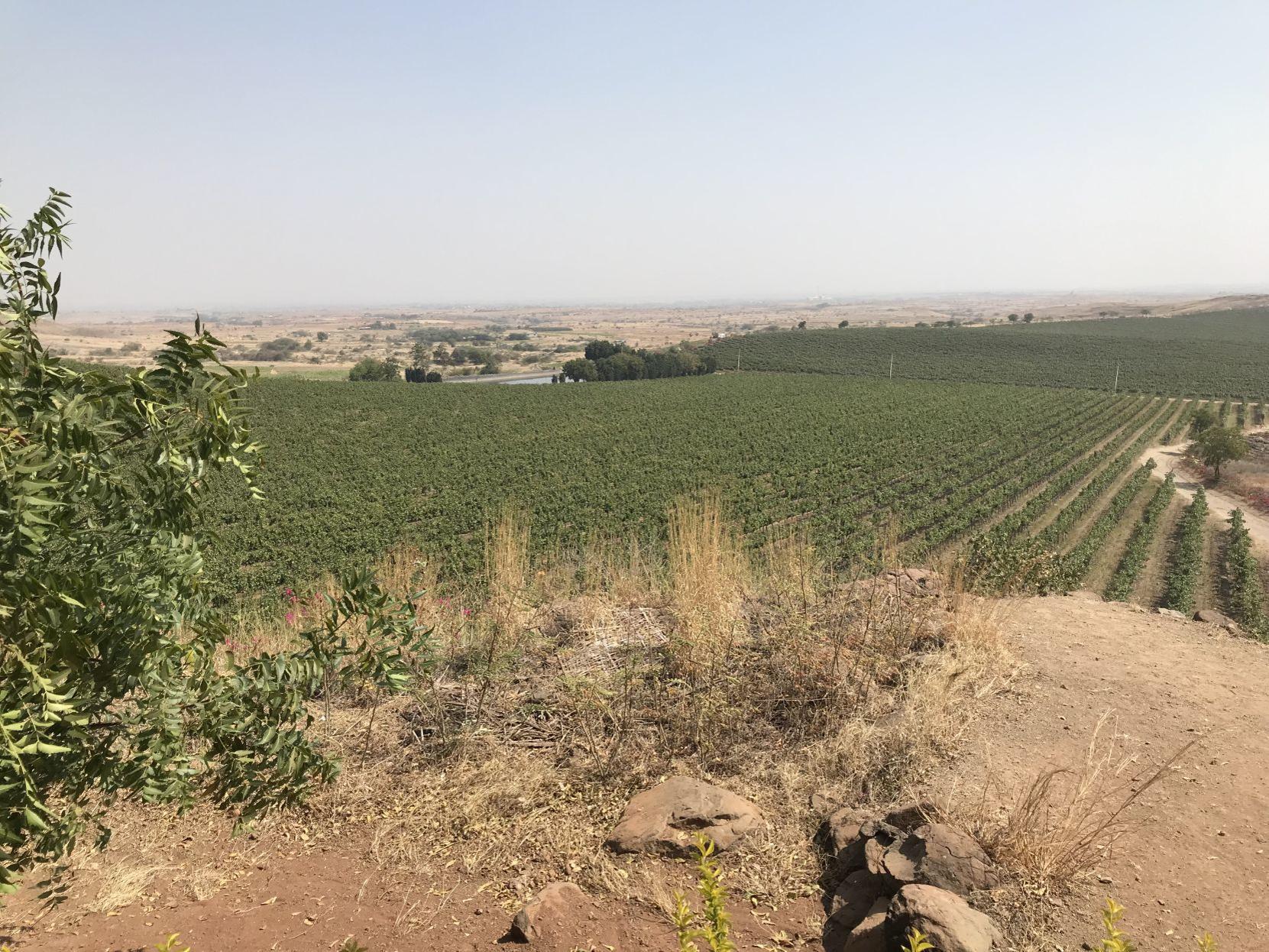 India S Fratelli Vineyards Bollywood Pizazz Meets Italian Finesse Wine Napavalleyregister Com Treat yourself to delicious chinese fare and flavorful international cuisine at the restaurants inside renaissance mumbai convention centre hotel in powai. india s fratelli vineyards bollywood