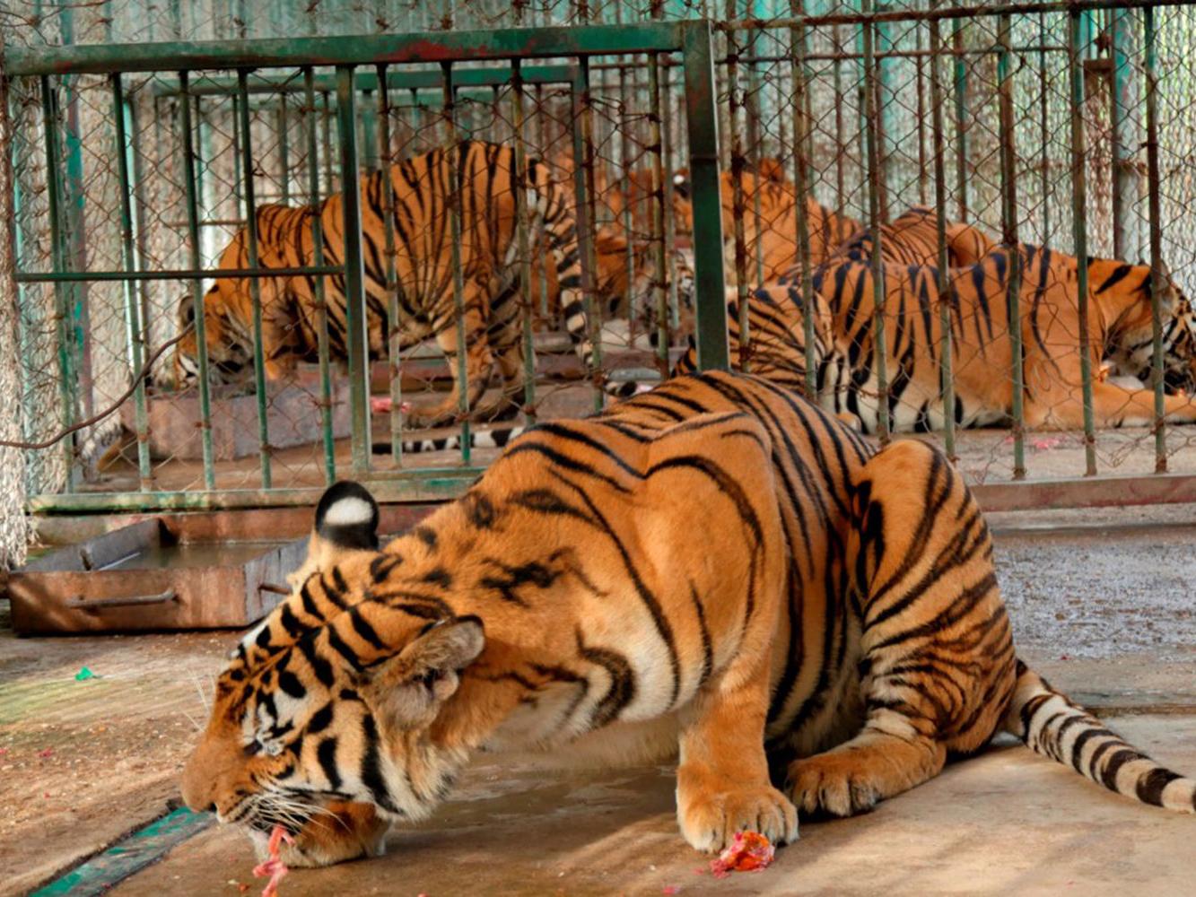 Wild Tigers Face Extinction This Man Pursues Those Responsible Nation And World News Napavalleyregister Com