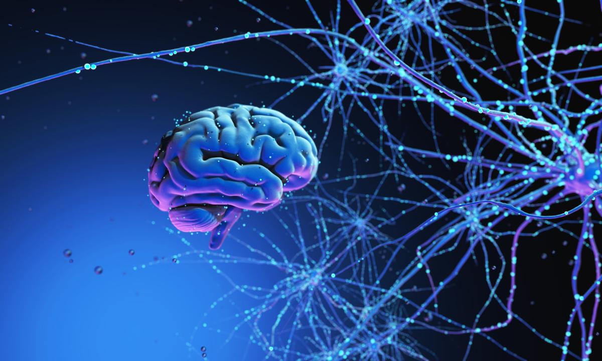 Brain