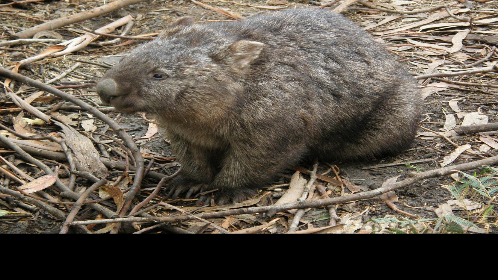 Wombats Have Buns Of Steel And They Might Literally Be Deadly Lifestyles Napavalleyregister Com