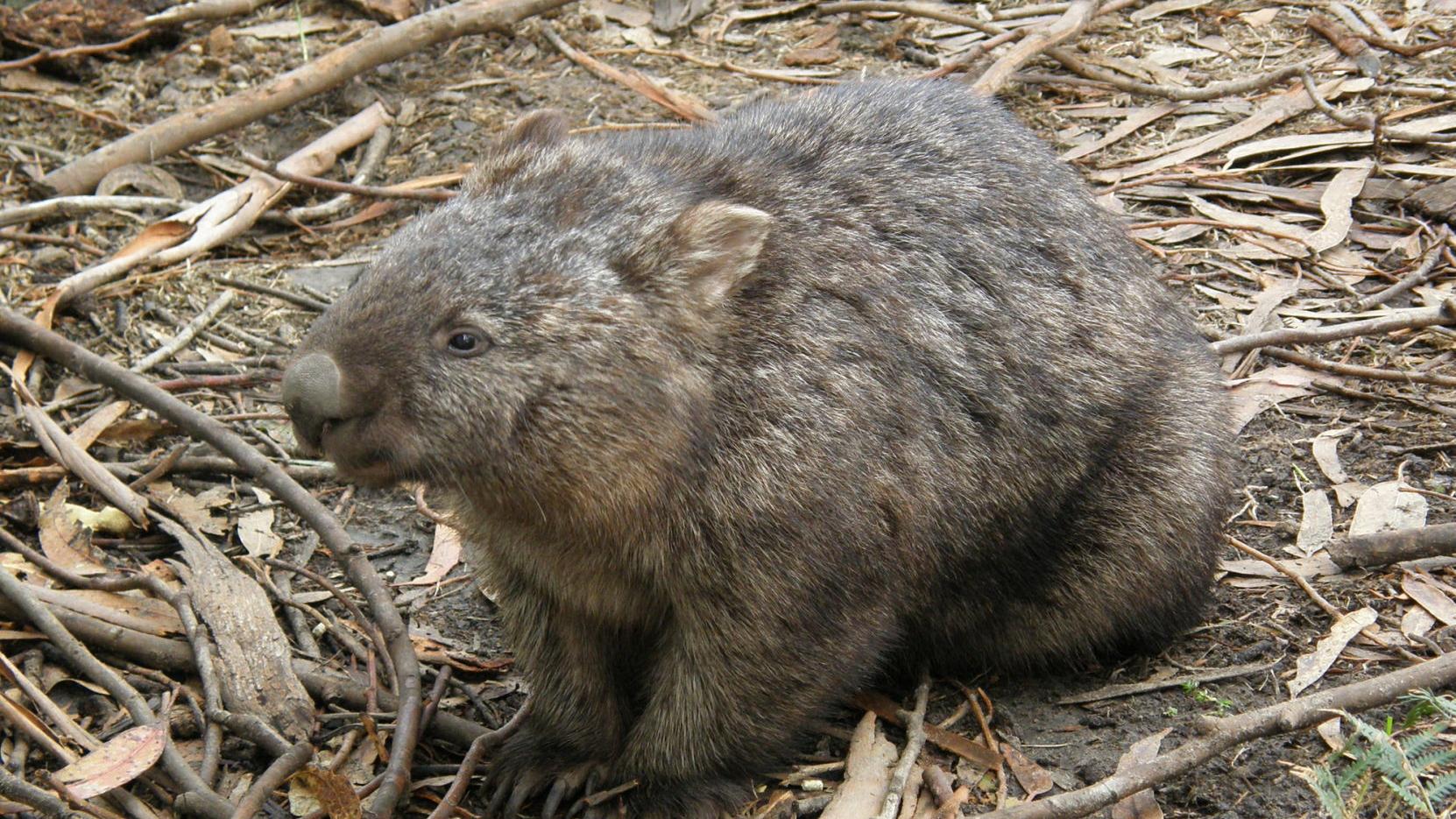 Wombats Have Buns Of Steel And They Might Literally Be Deadly Lifestyles Napavalleyregister Com Wombats Have Buns Of Steel And They Might Literally Be Deadly Lifestyles Napavalleyregister Com