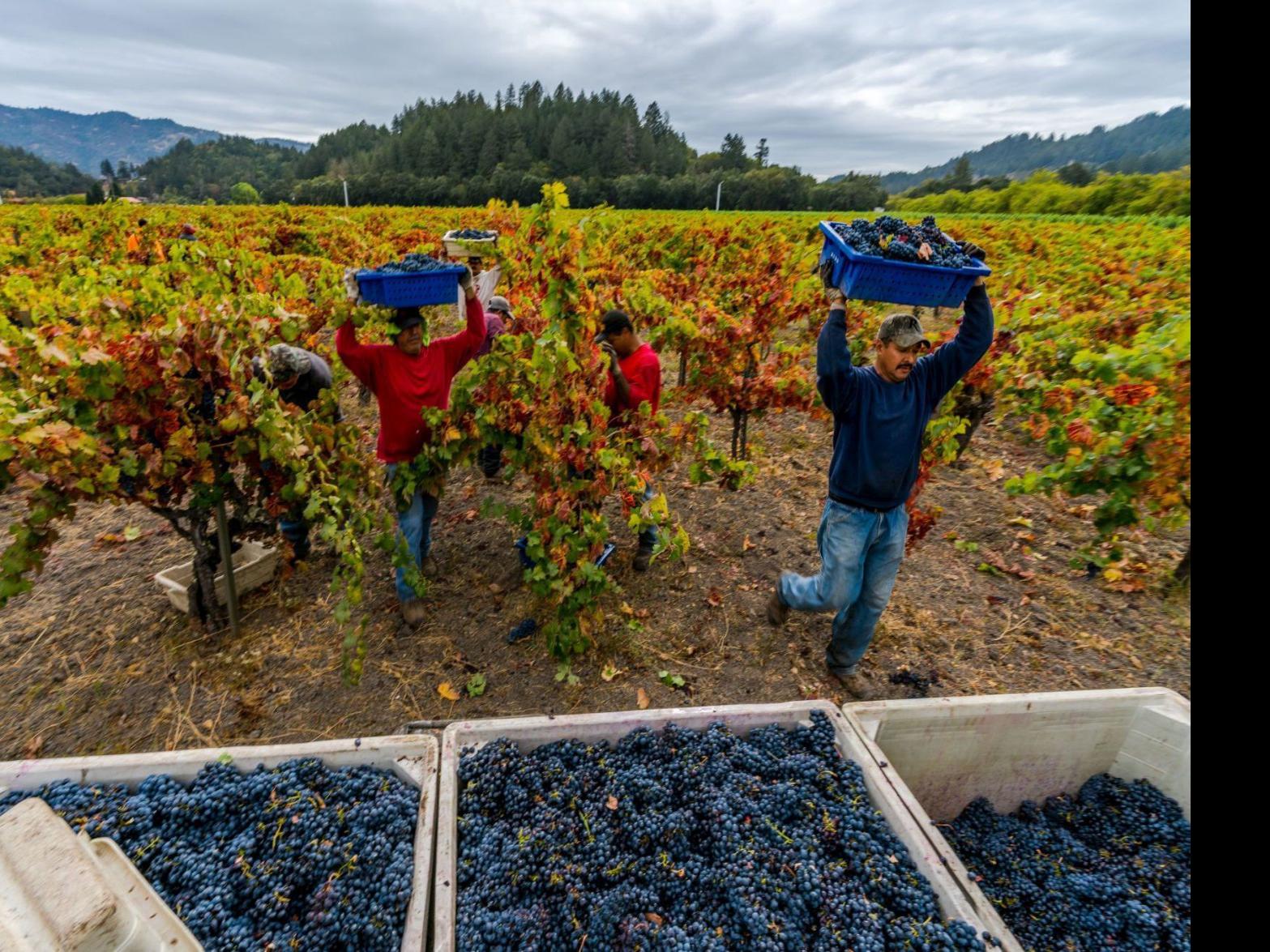 Fearing Pg E Outages Are The New Normal Napa Wineries Look At Alternative Power Local News Napavalleyregister Com